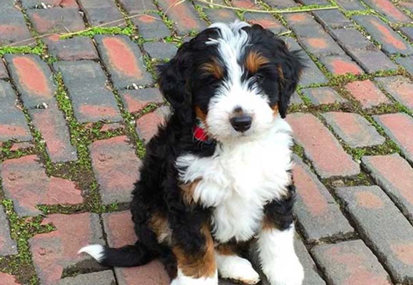 Bernedoodle