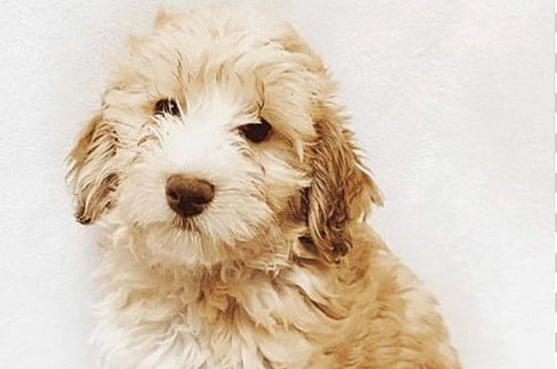 Cockapoo; Cockapoo For Sale; Cockapoo Breeder; Cockapoo Breeder Near Me; 