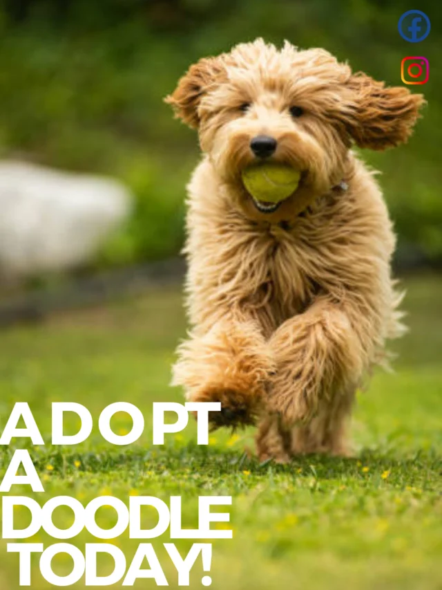 Golden Opportunities Await: Shop Goldendoodles Online Now!"